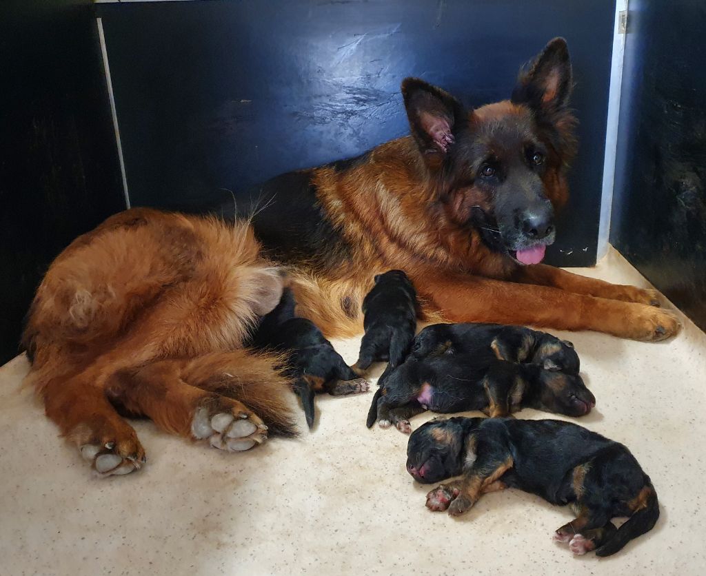 Chiot Berger Allemand Poil Long De l'hacienda del matador