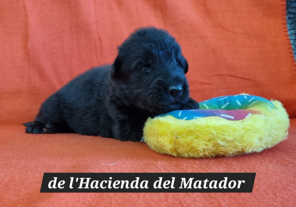 De l'hacienda del matador - Chiots disponibles - Berger Allemand Poil Long