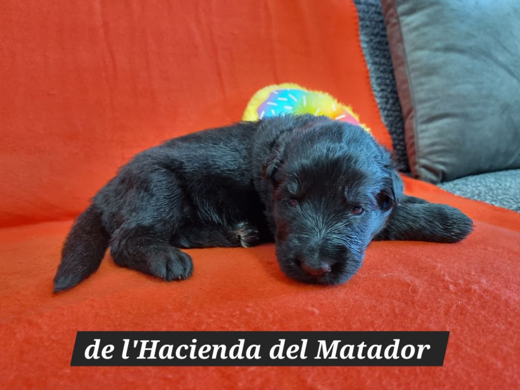 De l'hacienda del matador - Chiots disponibles - Berger Allemand Poil Long