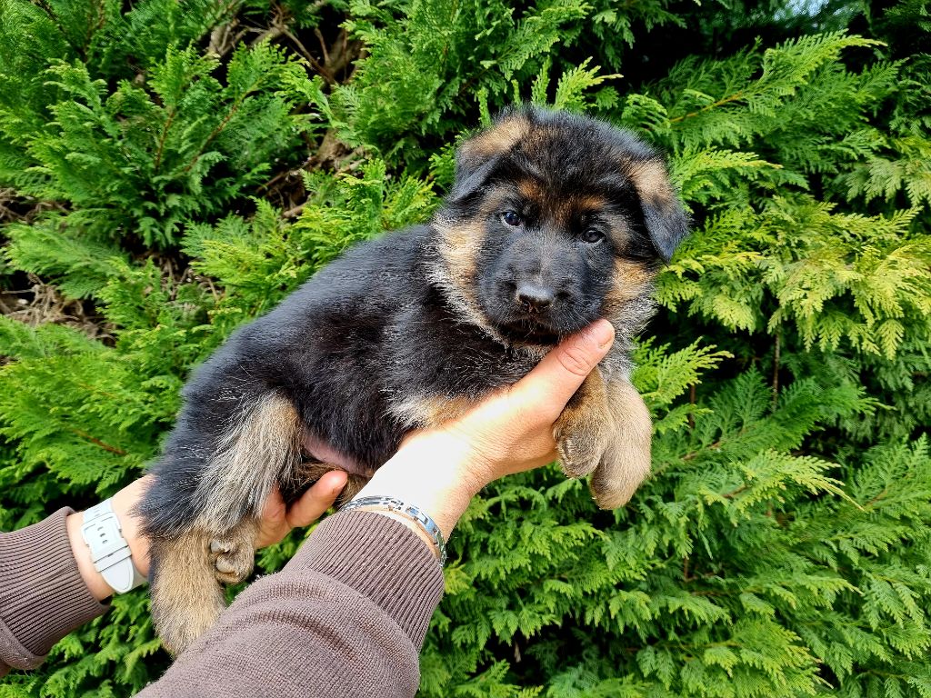 De l'hacienda del matador - Chiots disponibles - Berger Allemand