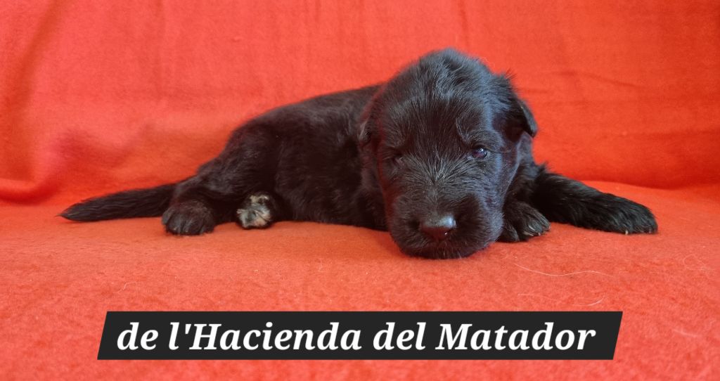 De l'hacienda del matador - Chiots disponibles - Berger Allemand Poil Long