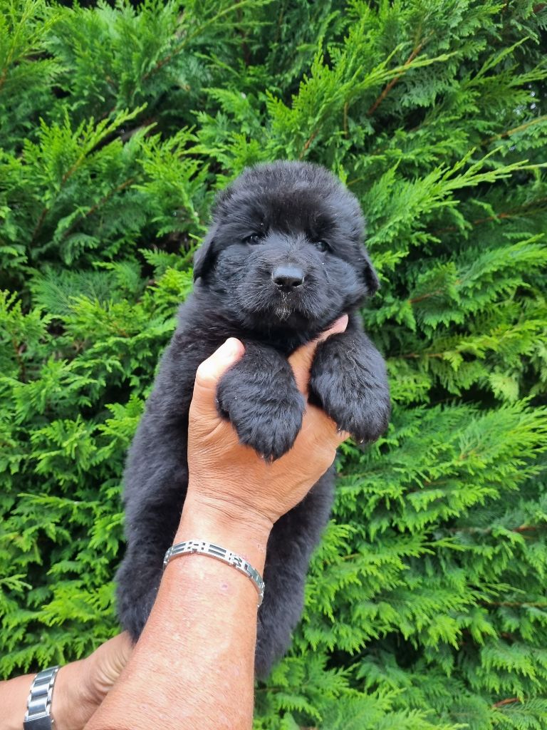 De l'hacienda del matador - Chiots disponibles - Berger Allemand Poil Long