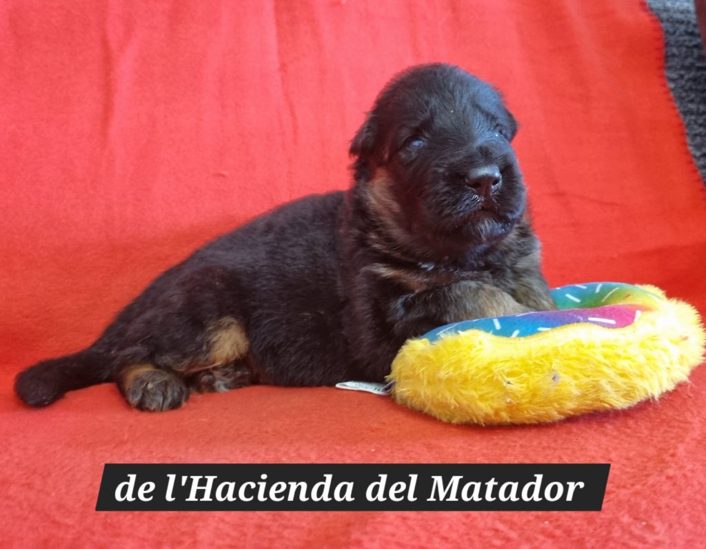 De l'hacienda del matador - Chiots disponibles - Berger Allemand Poil Long