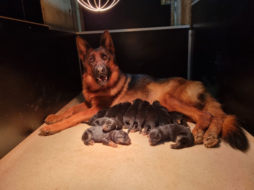 Chiot Berger Allemand De l'hacienda del matador