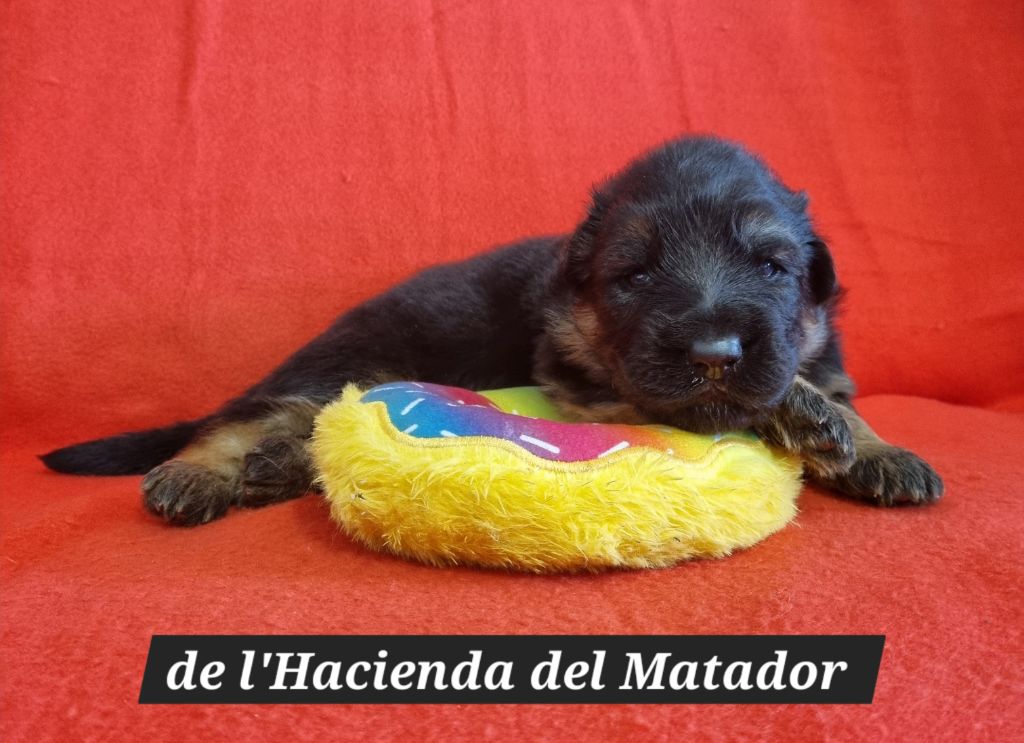 De l'hacienda del matador - Chiots disponibles - Berger Allemand Poil Long