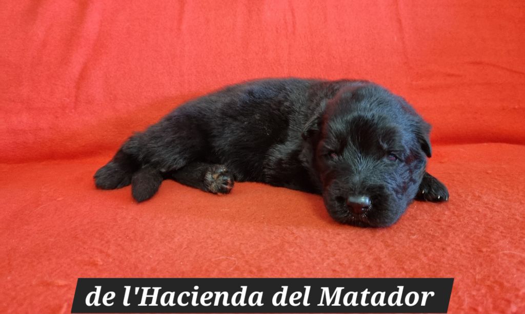 De l'hacienda del matador - Chiots disponibles - Berger Allemand Poil Long